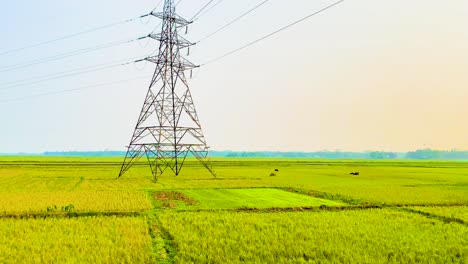 Beautiful-shot-of-a-widespread-crop-field---Rice-fields-in-rural-Bangladesh-with-transition-line-poles-in-the-farms