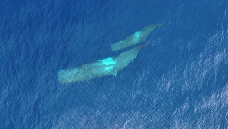 Cachalote-Nadando-Bajo-El-Mar-Azul-Con-Sus-Crías