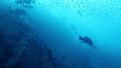 Buceo-en-México-0-26