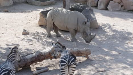 Statische-Aufnahme-Eines-Nashorns,-Das-Zebras-Folgt