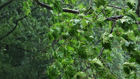 rain in the forest, green foliage in wind during rainfall