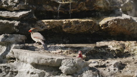 female northern cardinal perched on a rock next to a stream - cardinalis cardinalis
