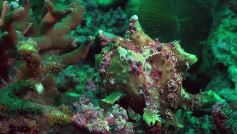 green warty frogfish  turning around on coral reef