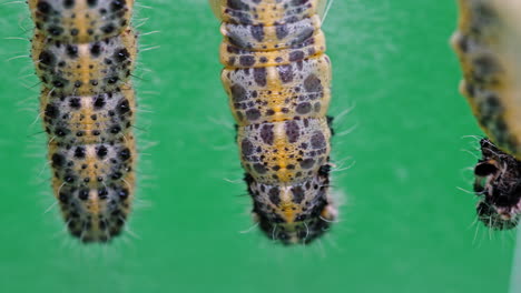 close-up of pieris brassicae on green background, nature concept