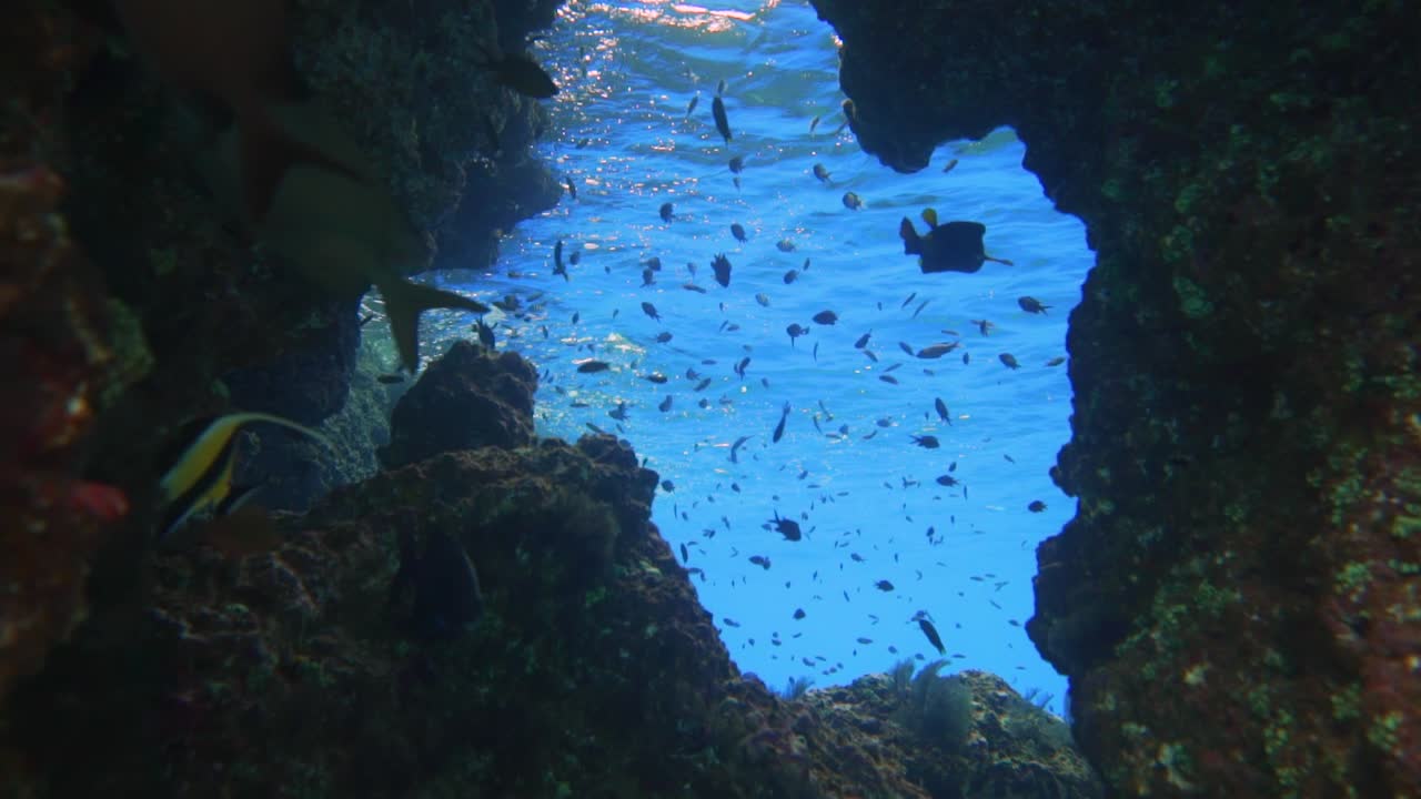 측면에서 많은 산호가 자라는 수중 창에 접근하는 카메라