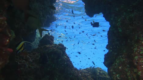 camera approaching a underwater window with lots of coral growing on the side