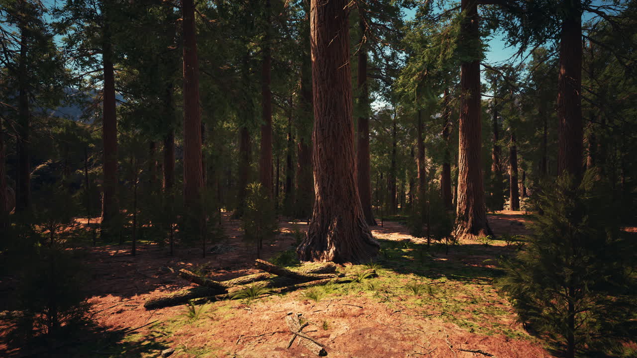 Luce dell'alba tra le sequoie di Mariposa Grove
