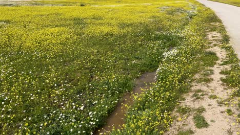 Vemos-Un-Camino-Rural-Con-Una-Acequia-Llena-De-Agua-En-Un-Campo-Lleno-De-Flores-Blancas-Y-Muchas-Amarillas-Cuando-Aparece-Un-Perro-Jack-Russell-Blanco-Con-Manchas-Marrones-Corriendo-Y-Saltando-En-El-Chorro-De-Agua