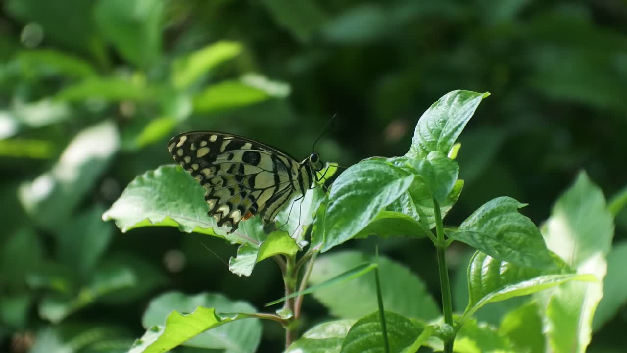 video hd de insectos, patrón de mariposa, mariposa encaramada en hojas en los arbustos