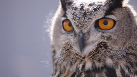 extreme close up of an eagle owl