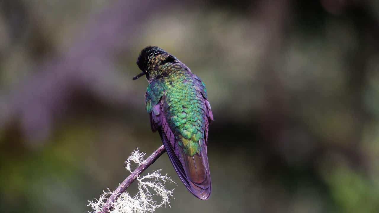 un pequeño colibrí talamanca lindo aterrizando en una rama y mirando a su alrededor