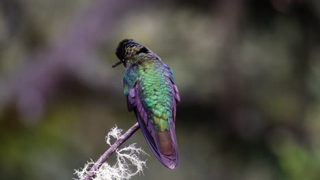 a cute tiny talamanca hummingbird landing on a branch and looking around