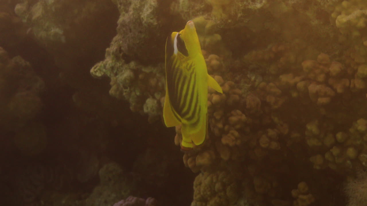 рыба-бабочка енот в красном море египта