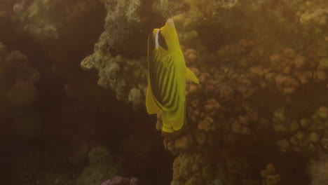 pez mariposa mapache en el mar rojo de egipto
