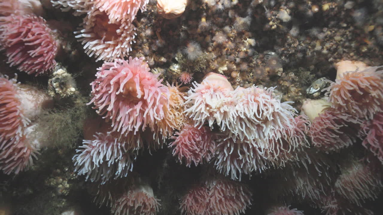 Attinia rossa settentrionale sul fondale marino roccioso a Percé, Quebec, filmato subacqueo 4K 60FPS sulla fauna marina che mostra l'ecosistema bentonico freddo dell'Atlantico