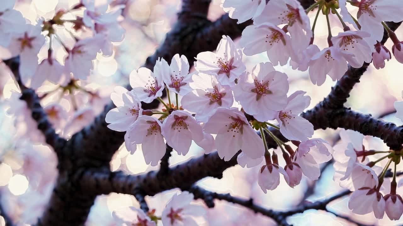 Video ravvicinato di fiori di ciliegio con messa a fuoco morbida, ripreso da una bassa angolazione, che ne evidenzia la delicatezza.