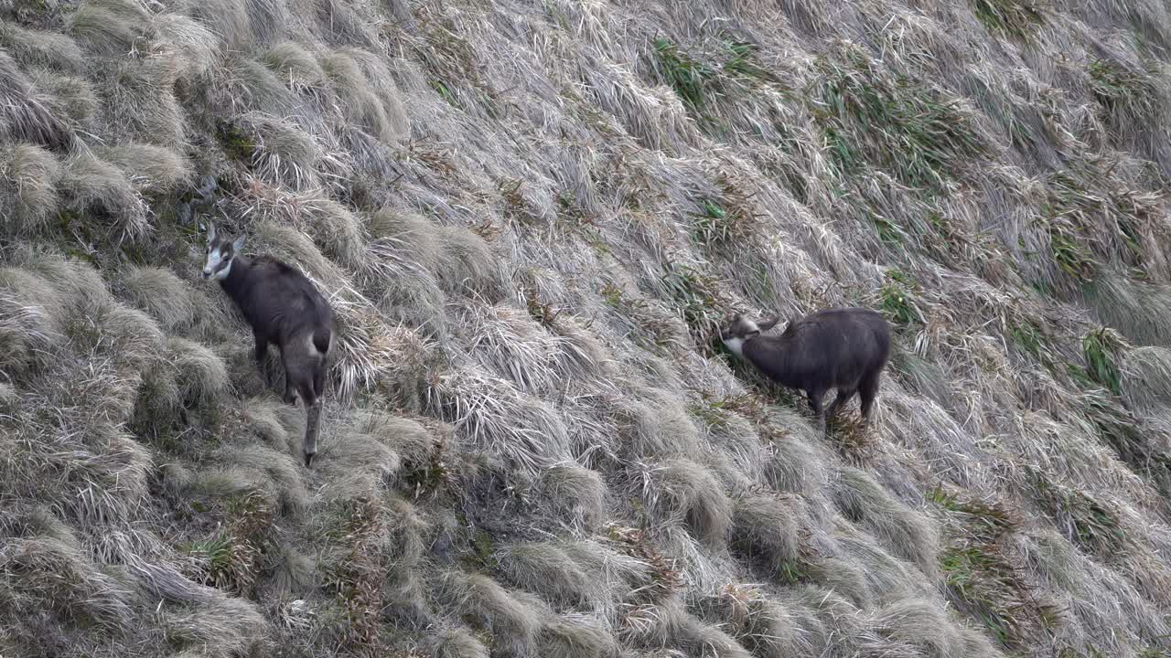 dos jóvenes gamuzas están pastando en una ladera cubierta de hierba en el macizo del parque nacional de los volcanes de auvergne central en francia.