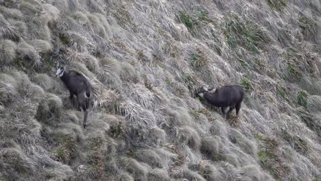 Zwei-Junge-Gämsen-Grasen-Auf-Einem-Grashang-Im-Nationalpark-Vulkane-Des-Zentralmassivs-Der-Auvergne-In-Frankreich