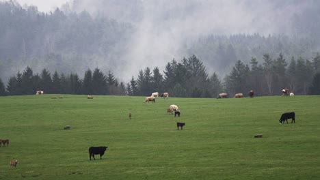 Vacas-Pastando-En-Un-Vasto-Prado-Al-Pie-De-Las-Colinas,-Mientras-La-Niebla-Se-Eleva-Del-Agua-Que-Se-Evapora-En-El-Bosque-Cercano