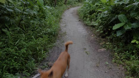 slow motion shot of wild dog running on jungle path at asu island, north sumatra, indonesia - camera tilting up to palm trees