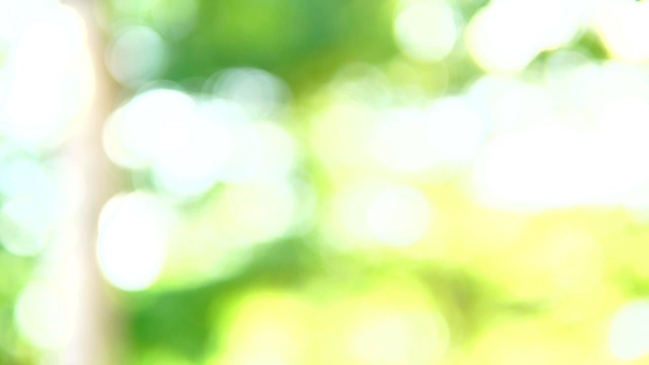 la luz del sol brillando a través de las hojas de los árboles.