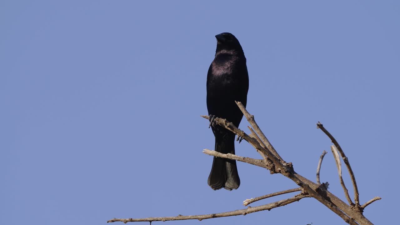 hermoso pájaro negro, molothrus bonariensis con una pluma reflectante brillante parada en una rama de árbol moviendo su cabeza al azar, explorando y escaneando su entorno con un fondo de cielo azul claro