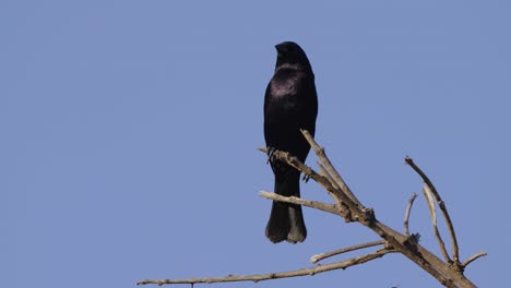 Schwarzer-Schöner-Cowbird,-Molothrus-Bonariensis-Mit-Glänzender-Reflektierender-Feder,-Die-Auf-Einem-Baumzweig-Steht-Und-Seinen-Kopf-Zufällig-Bewegt,-Seine-Umgebung-Mit-Einem-Klaren-Blauen-Himmelshintergrund-Erkundet-Und-Scannt