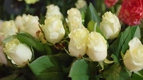 White-roses-in-close-up