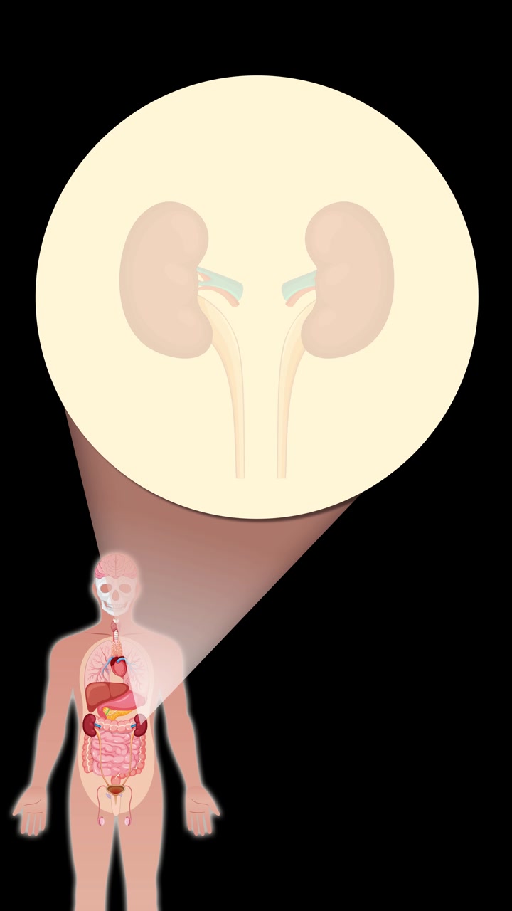 Animation transitions from a full human silhouette to internal organs, then zooms in on kidneys with a spotlight effect, using flat vector graphics and smooth camera movement