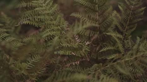 Mittlere-Aufnahme-Von-Farnen,-Die-Auf-Dem-Waldboden-Wachsen