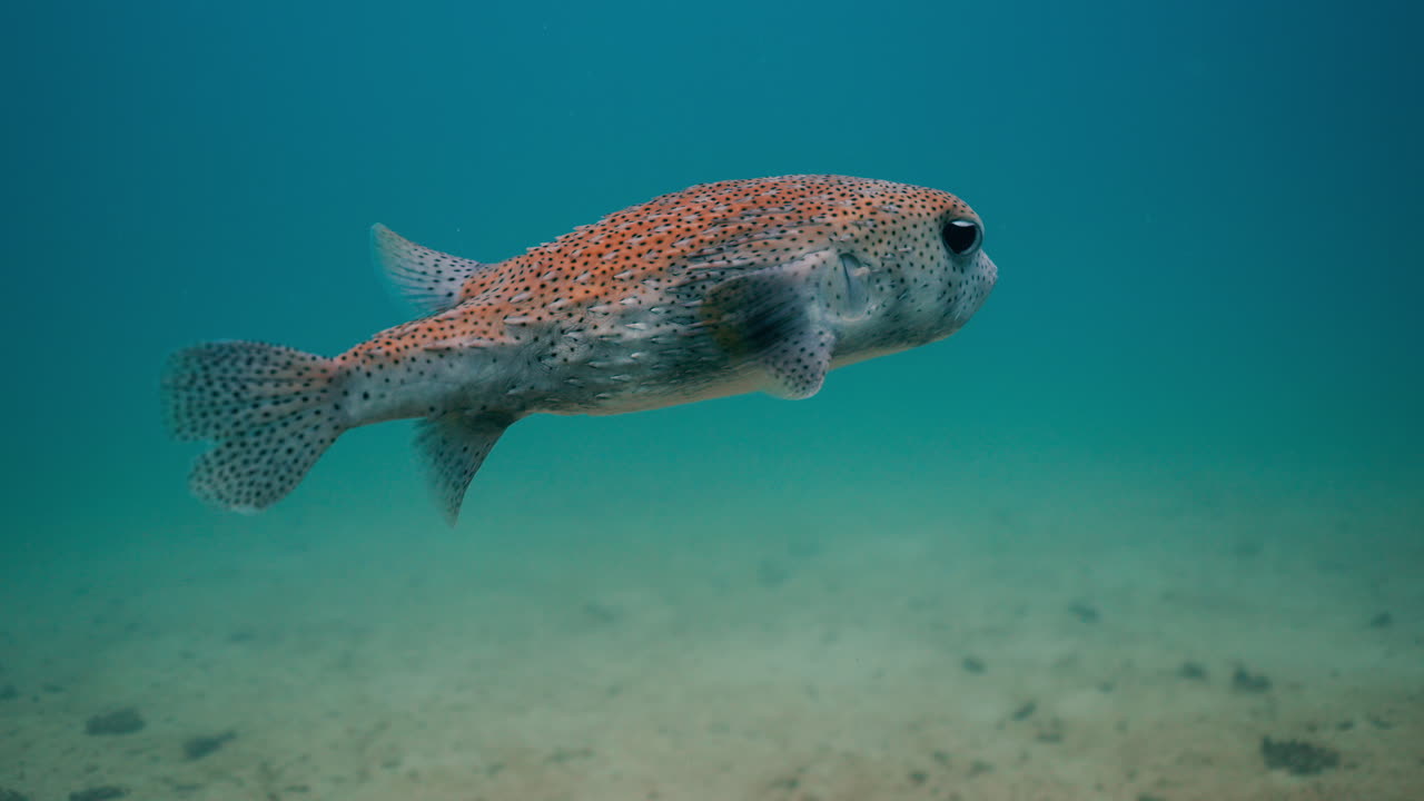 Spotted Pufferfish Underwater