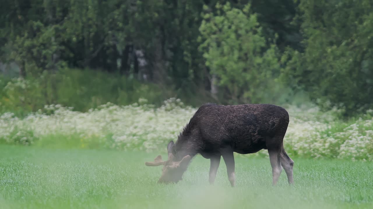 European Moose Feeding in Natural Habitat, Norway Scenery