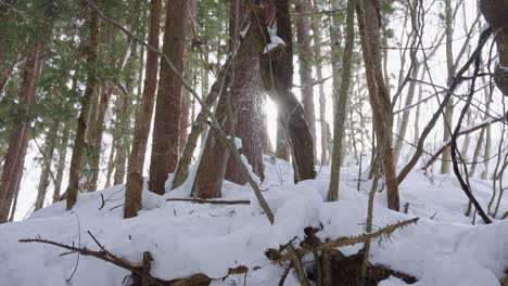 日本アルプスの木々の間から太陽が昇るにつれて雪が降る4k