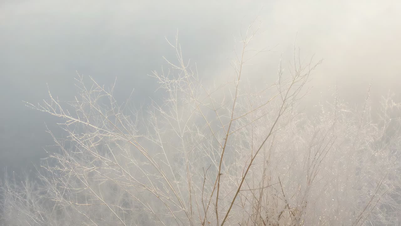 Glinting frosted twigs and stems catching sunlight and swaying at marsh edge, with prismatic arc