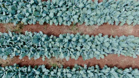 Acercamiento-Aéreo-Descendente-En-Filas-De-Hojas-Orgánicas-Sanas-De-Brócoli-Y-Coliflor-Que-Crecen-En-El-Jardín,-Rico-Suelo-Oscuro