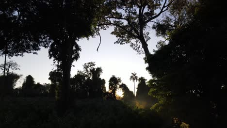 Filmische-Aufnahme-Eines-Epischen-Sonnenuntergangs-Durch-Das-Laub-Der-Dschungelbäume,-Argentinien