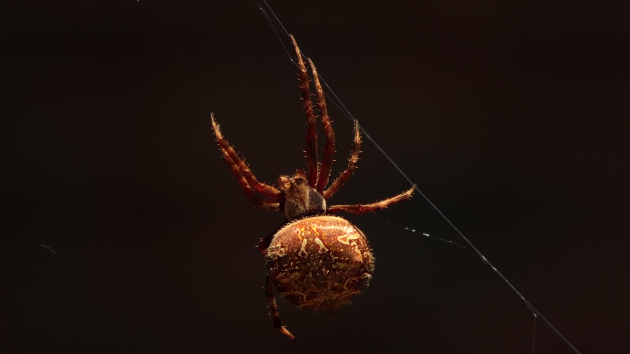 Grande ragno tessitore dalla tela a orbite australiano (femmina) in primo piano sulla ragnatela, durante una giornata ventosa in Australia, Gippsland orientale, Victoria, Maffra.