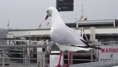 large seagull perched on railing looking around the local port on the coast surrounded by boats on cloudy overcast day in winter and gets startled by something causing it to flap its wings