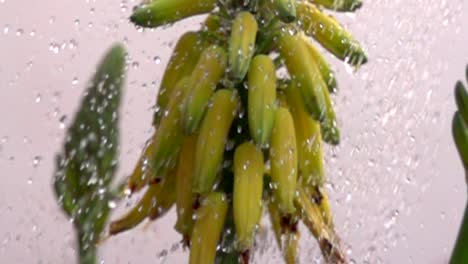 fruta de aloe en cámara lenta