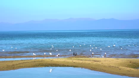 wild birds gathering on shore of mountain lake, swimming on shallow water