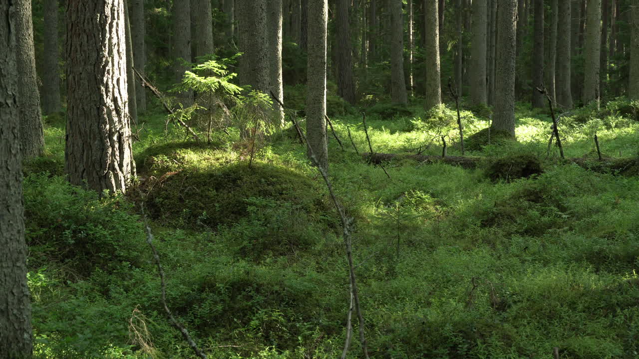 antiguo bosque mixto