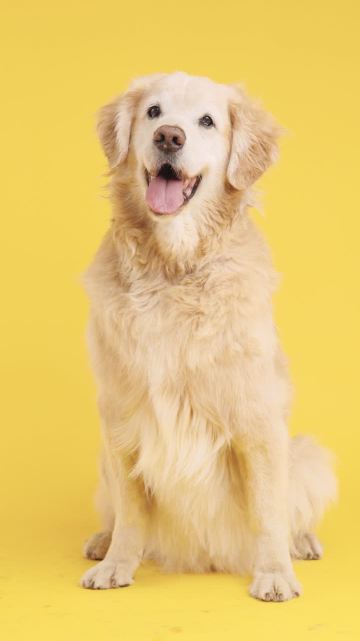 Golden Retriever on Yellow Background