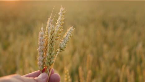 the farmer's hand raises several ears of wheat in the field towards the sun. first-person view