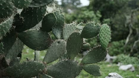 view of wild bunny ears cactus outside in the yard, shallow focus, static