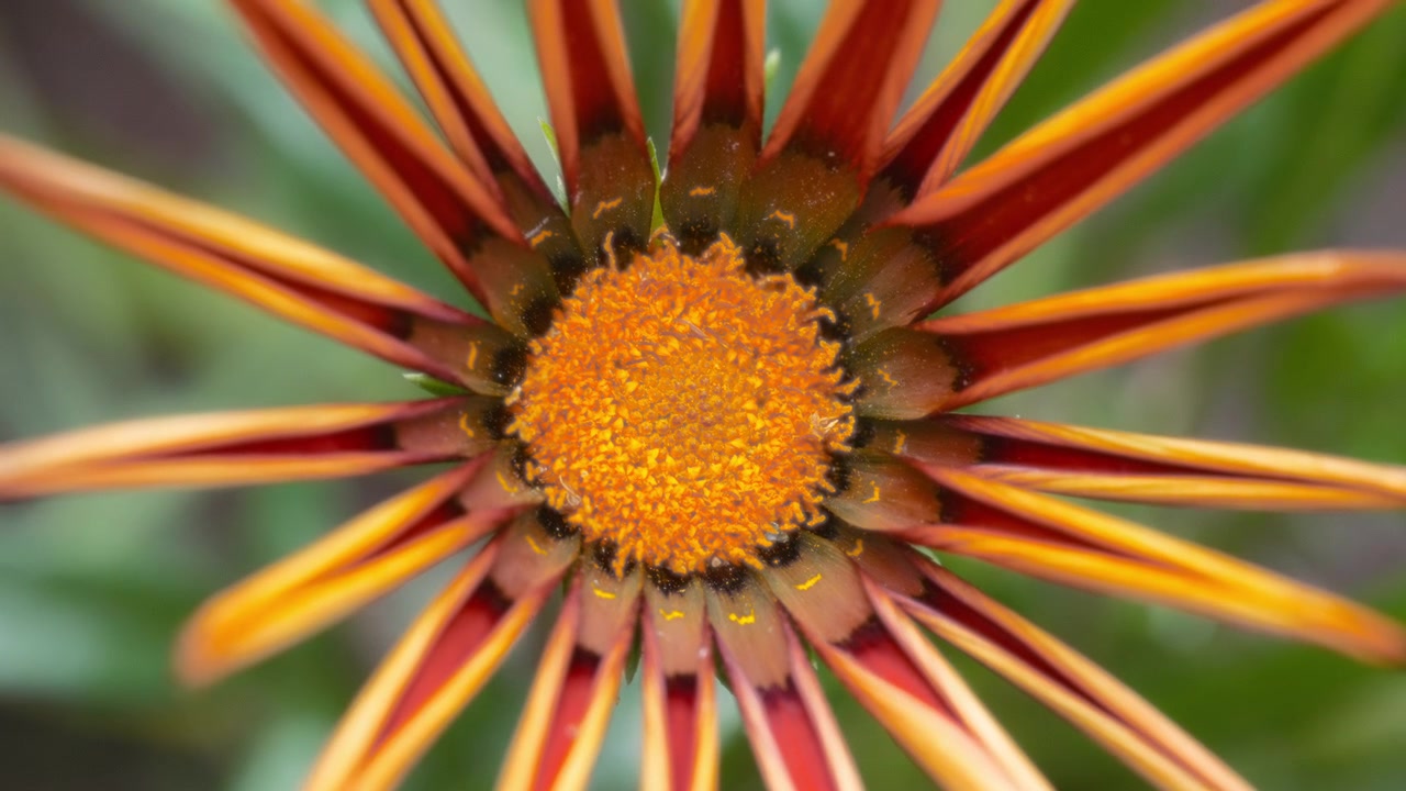 Scatto macro di fiore di gazania rosso e giallo che sboccia in giardino.