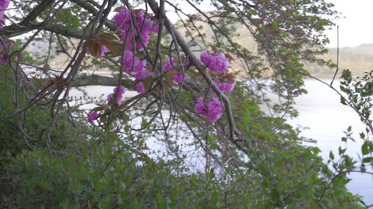 Ripresa ad arco di un ramo di ciliegio in fiore accanto a un lago