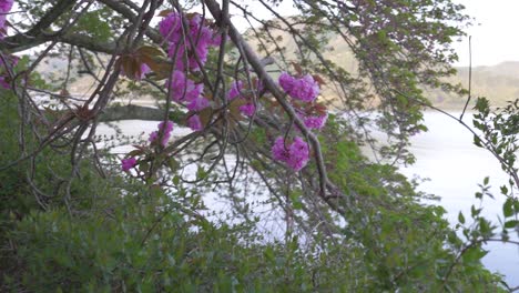 arc shot of a cherry blossom tree branch next to a lake