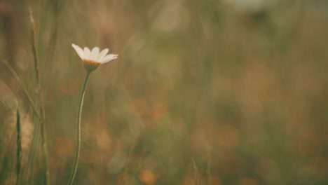 beautiful wildflowers swaying in the wind, captured with a petzval-style lens that adds a vintage, dreamy atmosphere with soft swirly bokeh and warm pastel tones.
