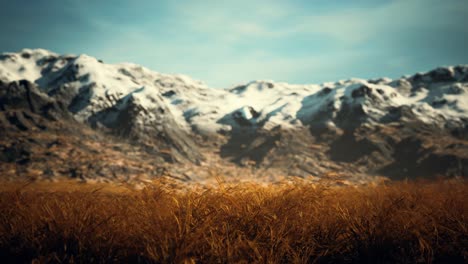 dry grass and snow covered mountains in alaska