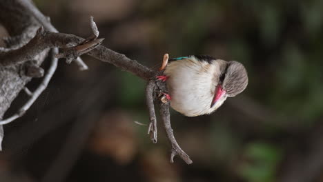 pájaro pescador de capucha marrón con pico rojo sentado en la rama